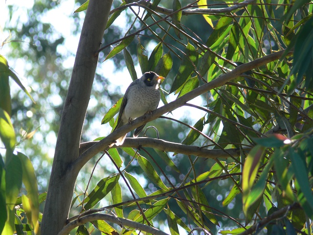 Bird At Lake Parramatta